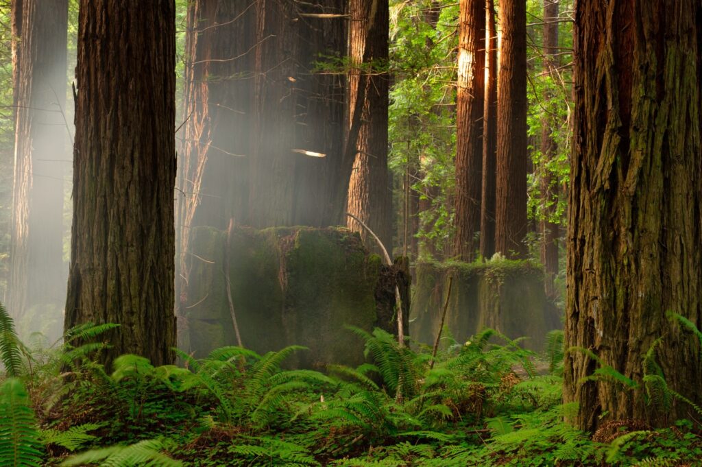 redwood trees