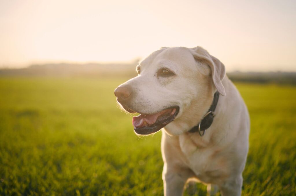 Portrait of old dog at sunset
