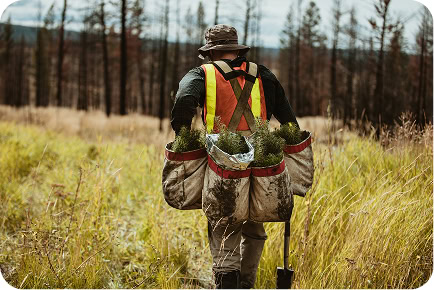 A forestry worker crosses a burned meadow carrying two bags of seedlings ready to plant.