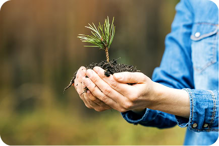 Two hands cradle a young pine seedling in a clump of soil, its roots still bare.