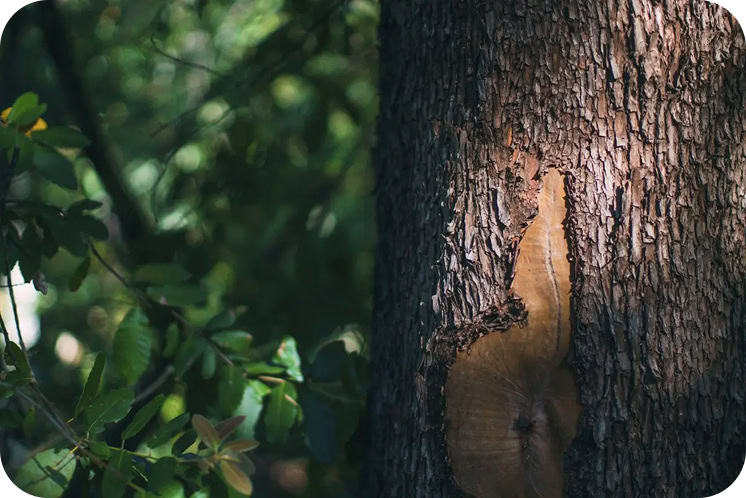 Madrone